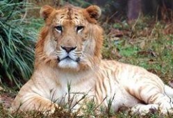 虎狮虎兽最新爆料,神秘生物之谜揭开面纱